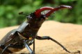 /album/priroda/lucanus-cervus-04-jpg/